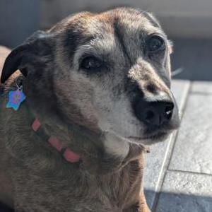 Image of Lila, Lost Dog