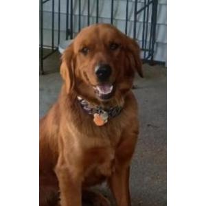 Image of Luna, Lost Dog