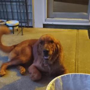 2nd Image of Luna, Lost Dog