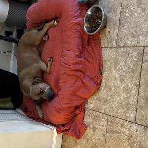 Image of Unsure, Found Dog