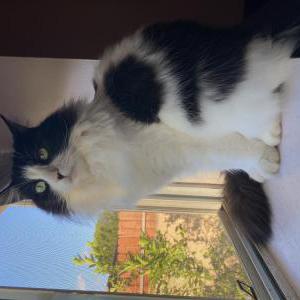 Image of Oreo, Lost Cat