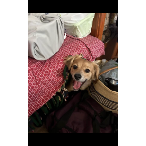 Image of Milo, Lost Dog