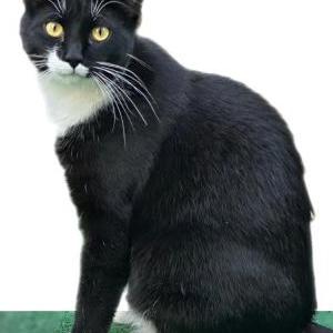 Image of Boos, Lost Cat