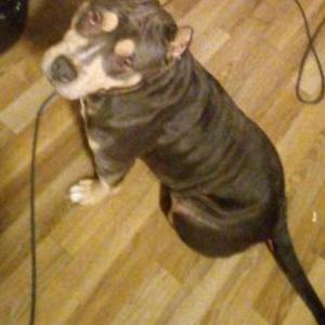 Image of Sapphire, Lost Dog