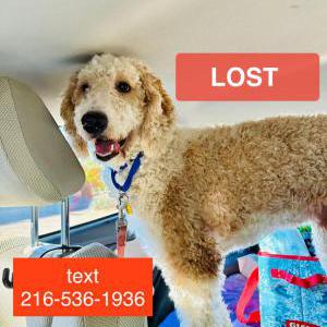 Image of Leo, Lost Dog