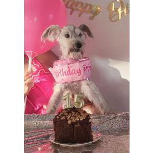 Image of Phoebe, Lost Dog