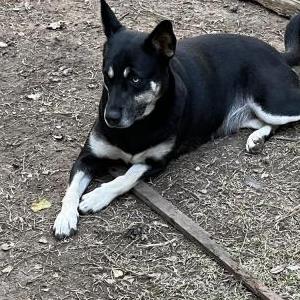 Image of Bella, Lost Dog