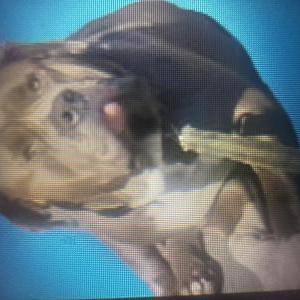 Image of boy, Lost Dog