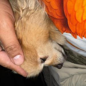 Lost Dog Symbah Cook