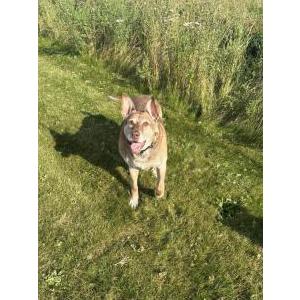 Image of Jayde, Lost Dog