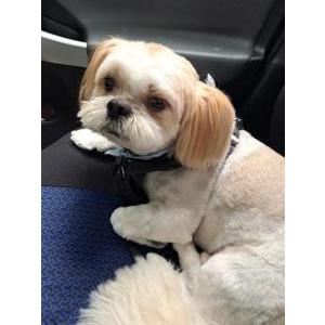 Image of Benson, Lost Dog