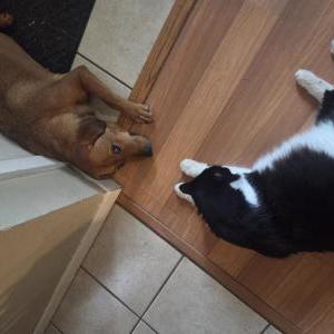 Image of Honey, Lost Dog