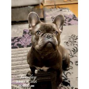 Image of Shadow, Lost Dog