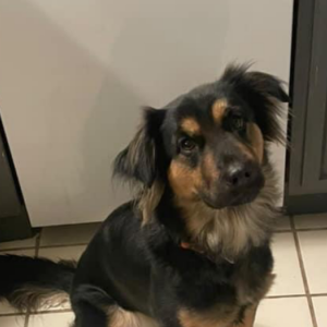 Image of Kora, Lost Dog