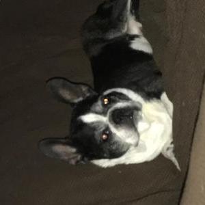 Image of Tanoose, Lost Dog
