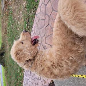 Image of Unsure, Found Dog