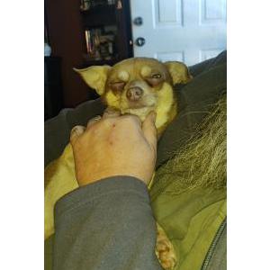 Image of Gus, Lost Dog