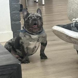 Image of Biggie, Lost Dog