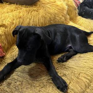 Image of Unknown, Found Dog