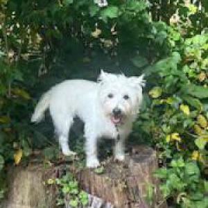 Image of Daisy, Lost Dog