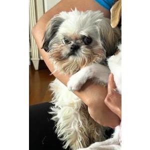 Image of Cisco, Lost Dog