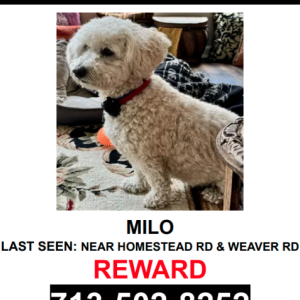 Lost Dog MILO