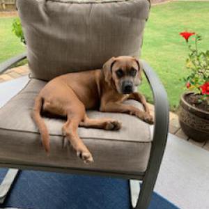 Image of Billie, Lost Dog