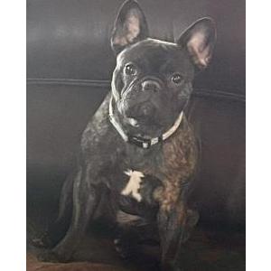 Image of Frankie, Lost Dog