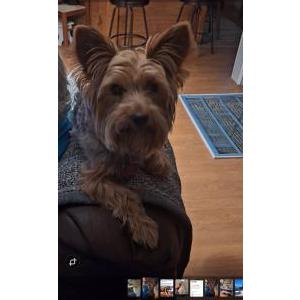 Image of Skiff, Lost Dog