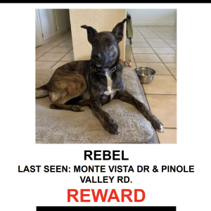 Image of REBEL, Lost Dog