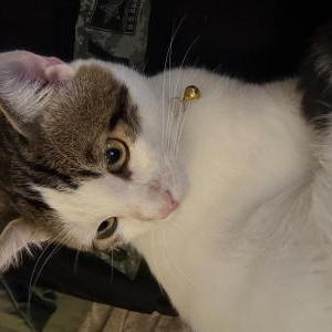 Image of Ringo, Lost Cat