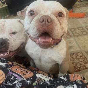 Image of Shorty, Lost Dog