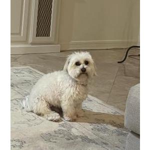 Image of George, Lost Dog