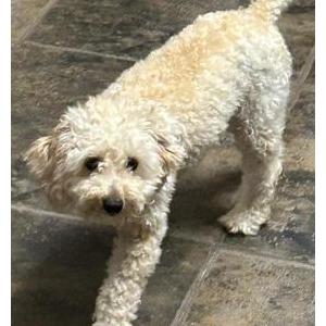 Image of Leif, Lost Dog