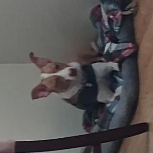 Image of winnie, Lost Dog