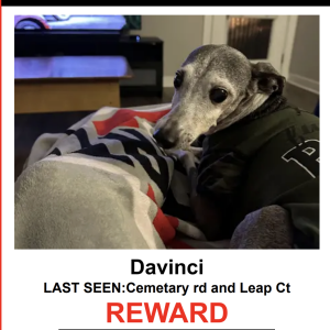 Image of Davinci, Lost Dog