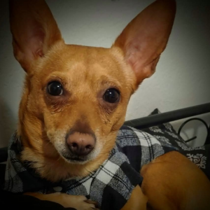 Image of Chucho, Lost Dog