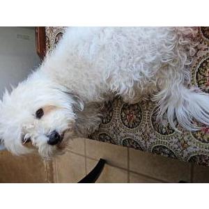 Image of Milo, Lost Dog