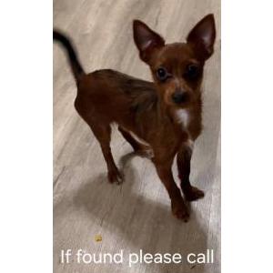 Image of BIGOTES, Lost Dog