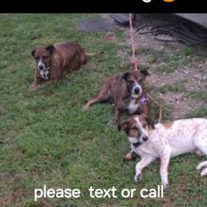 Image of Joker, Lost Dog