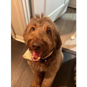 Image of Tokyo, Lost Dog