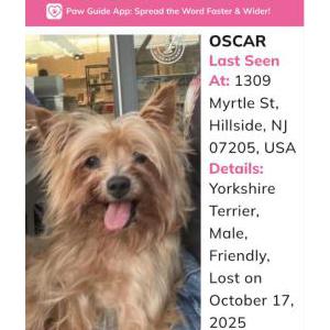 Image of Oscar, Lost Dog