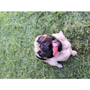 Image of Unknown, Found Dog