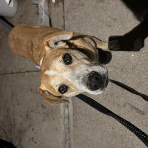 Found Dog Unknown