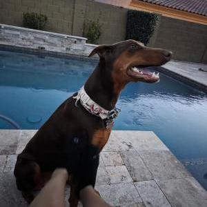 Image of Ruby, Lost Dog