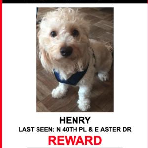 Image of HENRY, Lost Dog