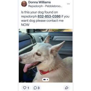 Image of Unknown, Found Dog