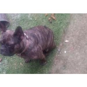 Image of Lilo, Lost Dog