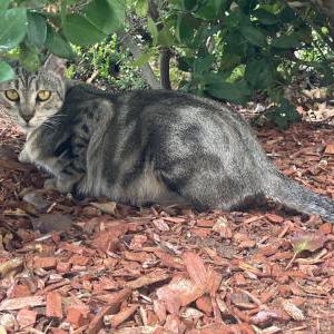 Image of Tygra, Lost Cat
