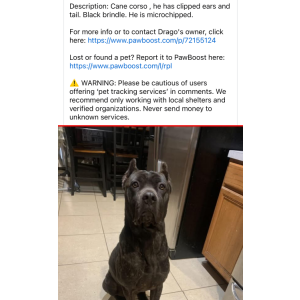 Image of Drago, Lost Dog